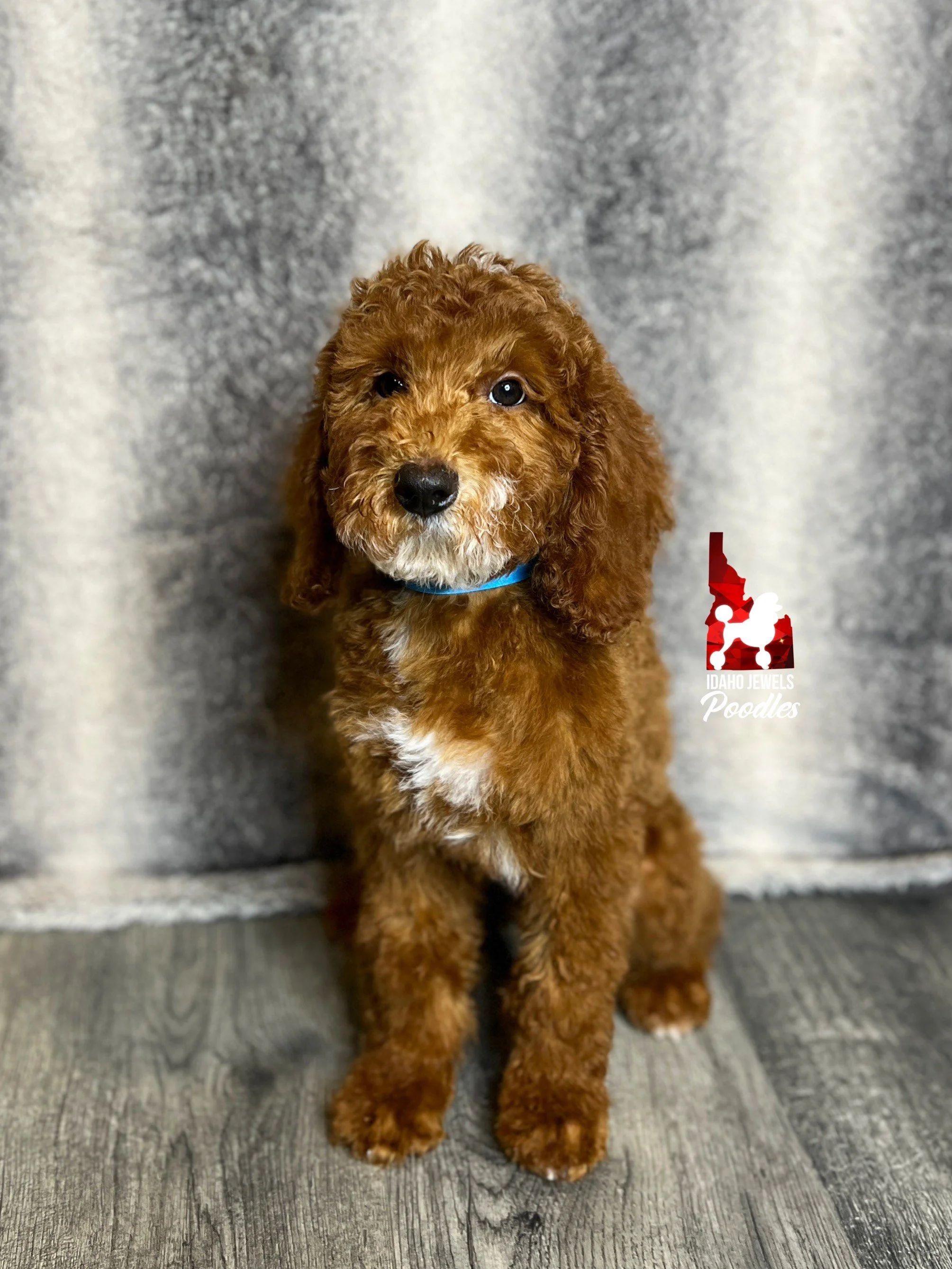 Jewels goldendoodles online